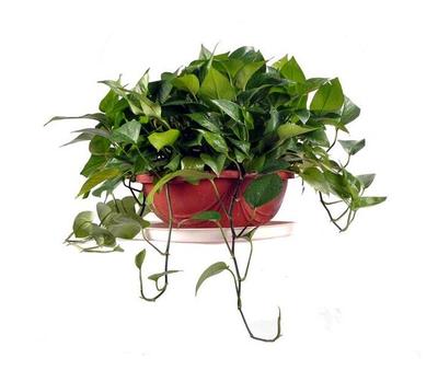 花卉出租服務，北京朝陽區專業花卉綠植租擺公司，讓辦公空間與生活更添綠意