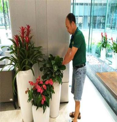 室內綠植花卉租賃 為深圳辦公室注入自然活力，租綠植就找惜花花卉