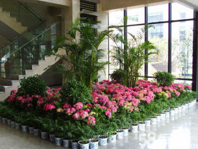 重慶綠植租擺服務 一站式解決方案，輕松打造活力辦公空間