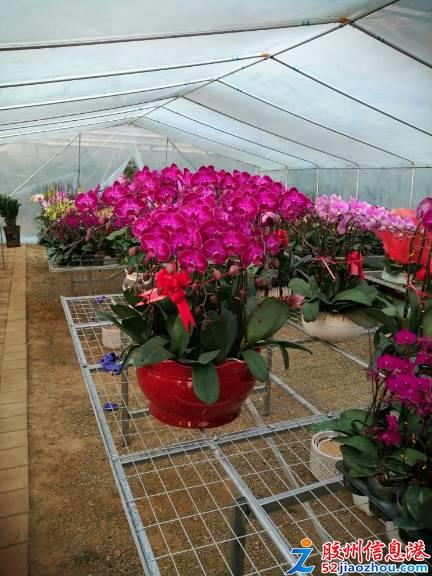 三里河春日花卉盛宴 精品綠植多肉特惠，果樹苗木煥新家園