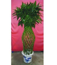 武漢植物出租，打造綠色辦公空間首選——武漢市江岸區一方綠花卉園藝經營部