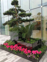綠植租賃新風尚 武漢雅淳花卉，點亮漢口辦公與生活空間