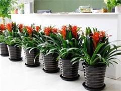 太原花卉綠植批發與租借服務 點亮城市綠意，便捷生活空間