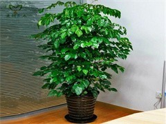 珠海綠植出租與花卉綠植租借 讓綠色常伴，為企業與生活增彩添色